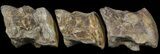 Associated Mosasaur (Platecarpus) Caudal Vertebra - Kansas #45668-4